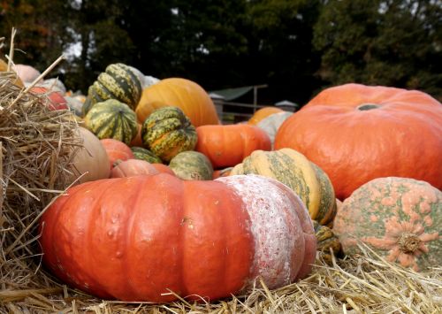 pumpkin orange halloween