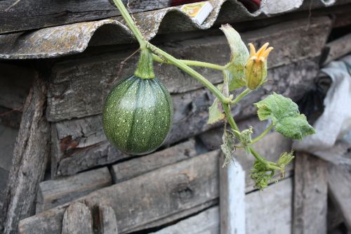 pumpkin plant flower