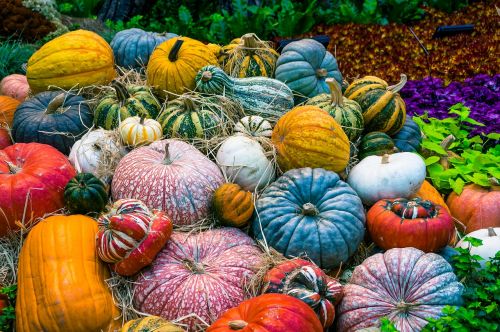pumpkin vegetables autumn