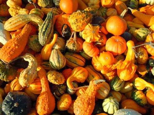 pumpkin autumn gourd