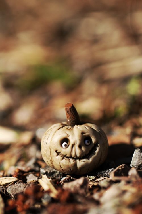pumpkin miniature macro