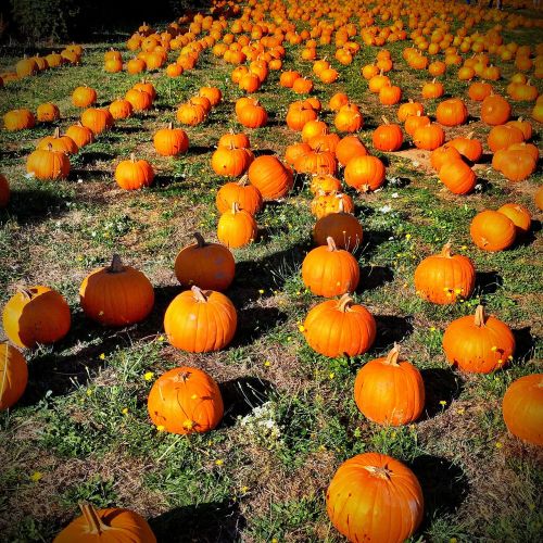 pumpkin orange autumn