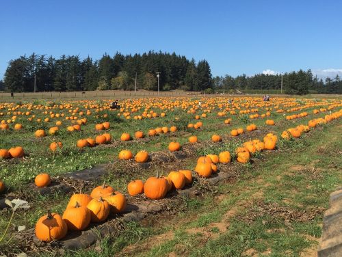 pumpkin farm harvest