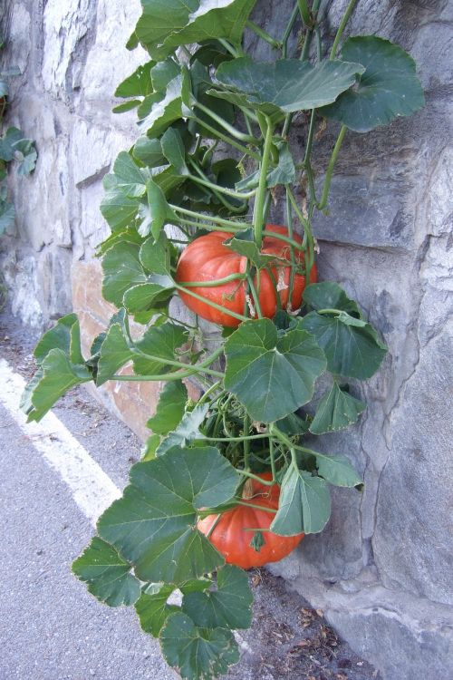 pumpkin leaves fruits