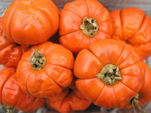 pumpkin squash orange