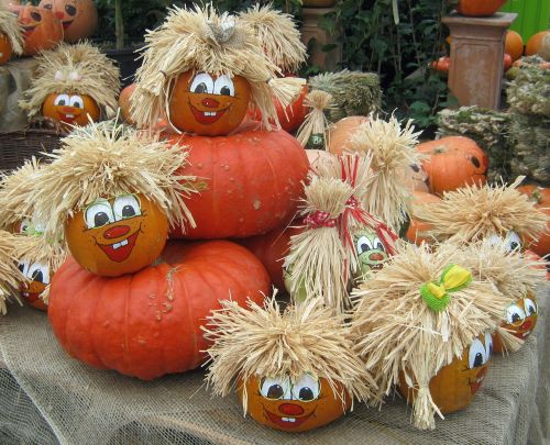 pumpkin gourd harvest