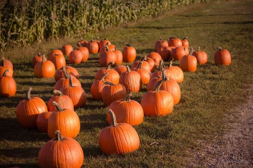 pumpkin trick or treat haloween