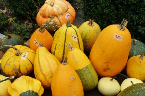 pumpkin gourd autumn