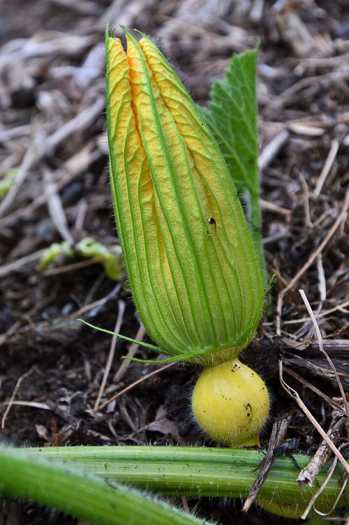 pumpkin blossom bloom