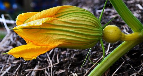 pumpkin blossom bloom