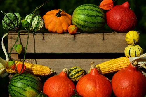 pumpkin thanksgiving harvest