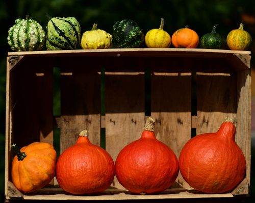 pumpkin thanksgiving autumn