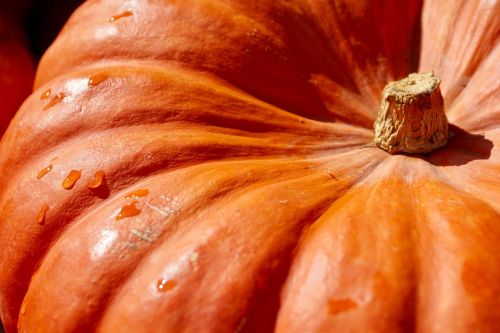 pumpkin orange harvest