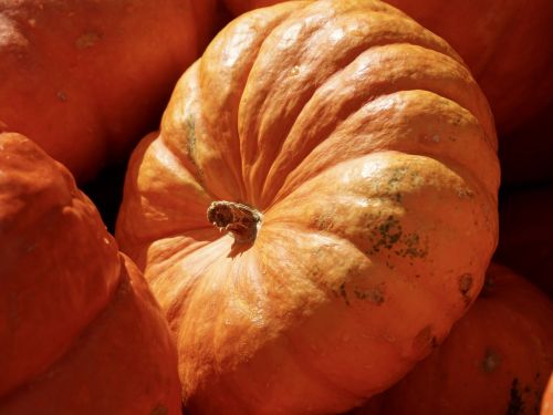 pumpkin orange harvest