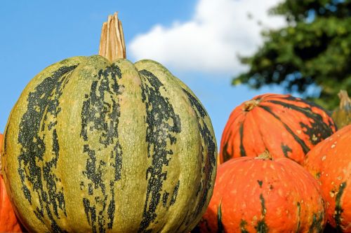 pumpkin fig leaf gourd cucurbita ficifolia