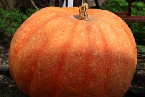 pumpkin vegetable village