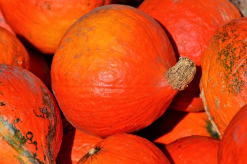 pumpkin fruit orange