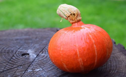 pumpkin autumn halloween