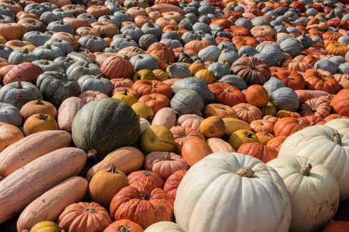 pumpkin pumpkins autumn