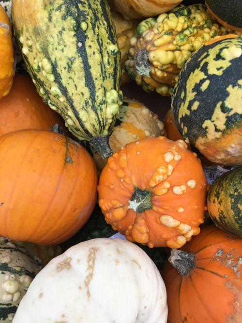 pumpkin autumn pyntegræskar