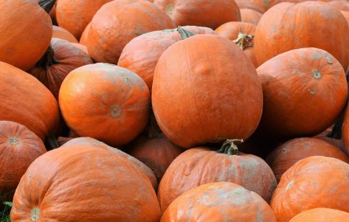 pumpkin fruit orange