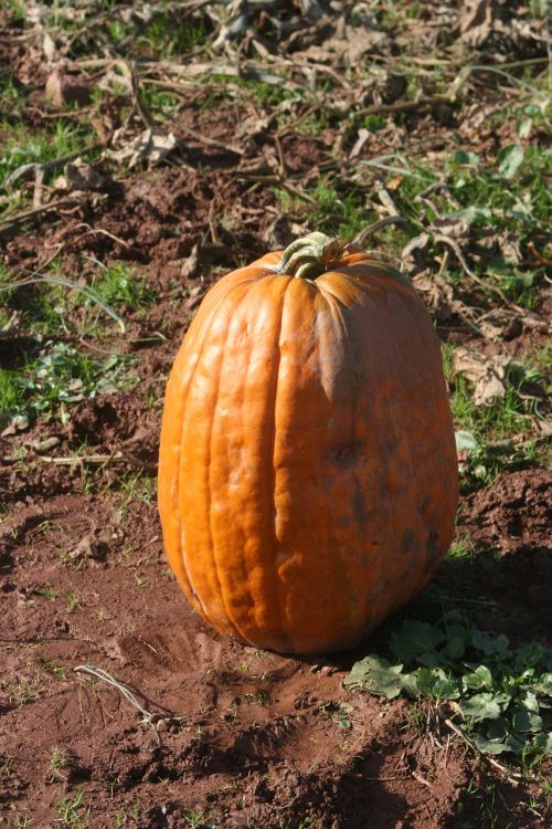 pumpkin field autumn