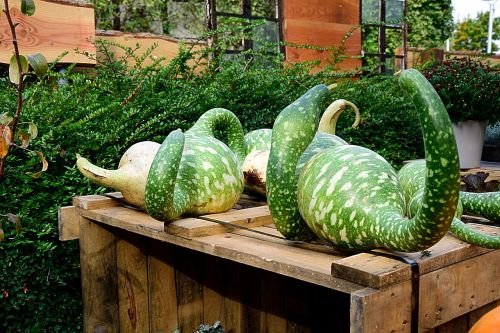 pumpkin bottle gourd decorative squashes