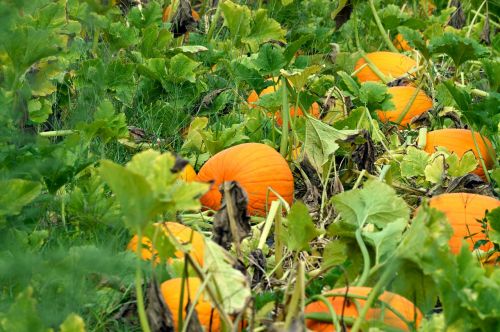 pumpkin autumn