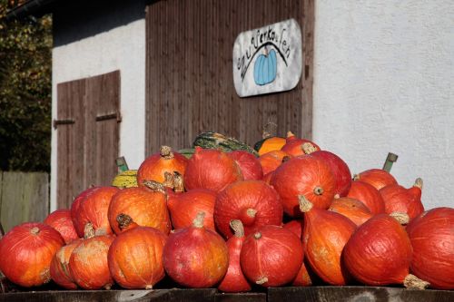 pumpkin harvest autumn