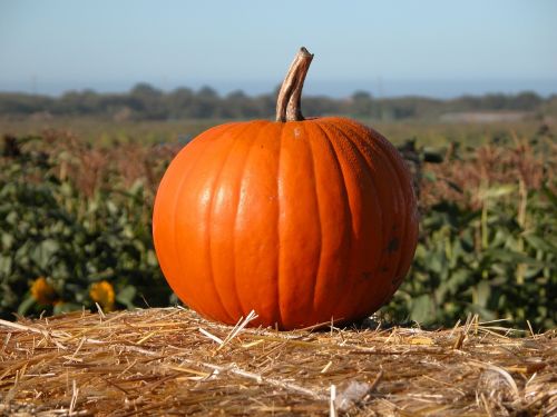pumpkin halloween field