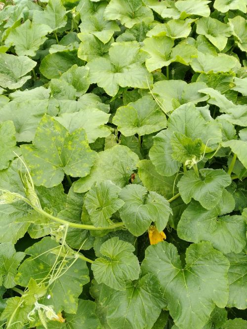 pumpkin plants pixar bay