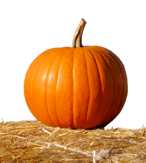 pumpkin straw isolated