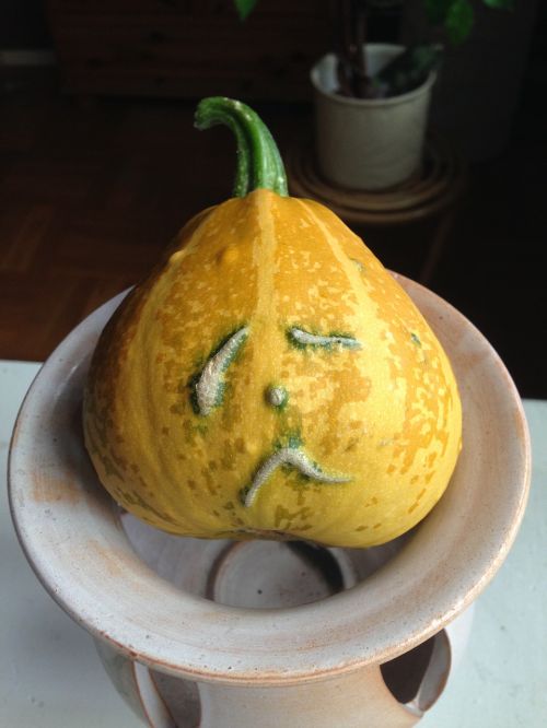 pumpkin hubby yellow