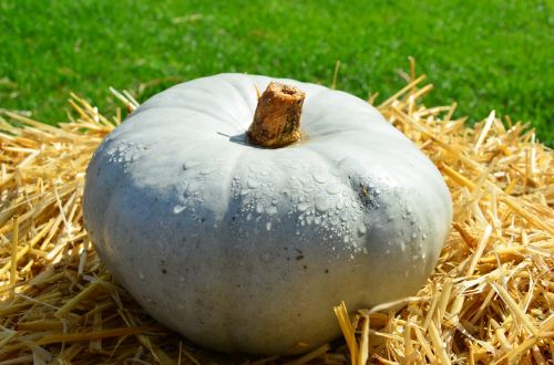 pumpkin autumn straw