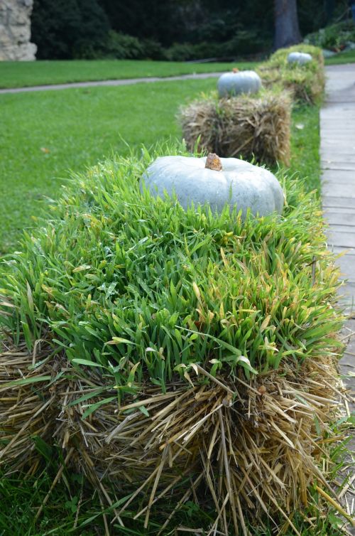 pumpkin autumn straw