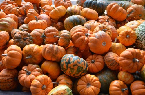 pumpkin orange autumn