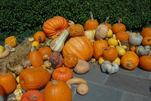 pumpkin october halloween