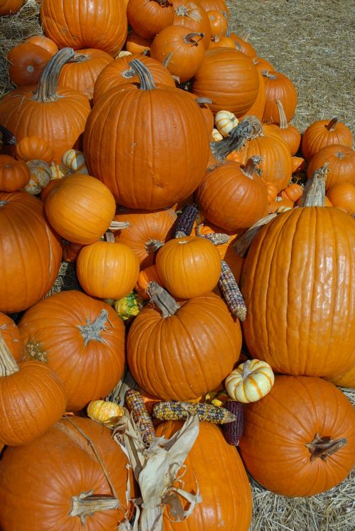 pumpkin october halloween