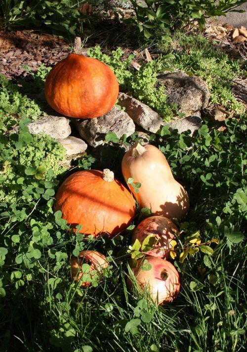 pumpkin butternut halloween