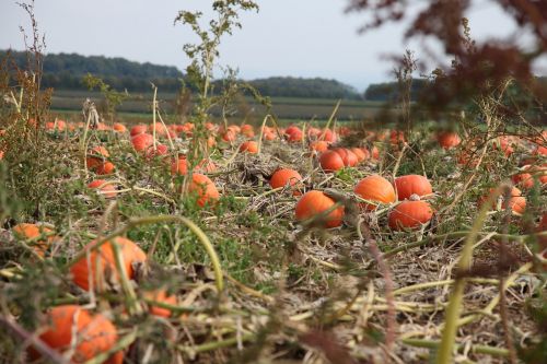 pumpkin autumn field