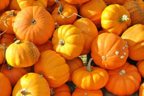 pumpkin halloween fall