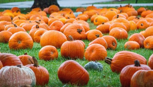 pumpkin fall pasture