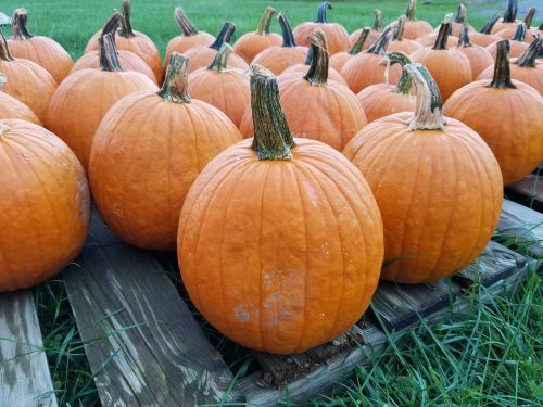 pumpkin fall halloween