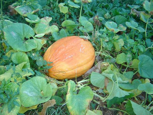 pumpkin garden orange