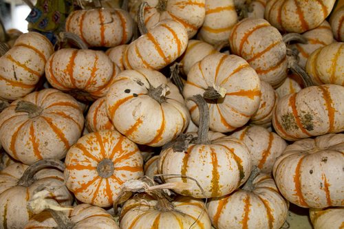 pumpkin  autumn  seasonal