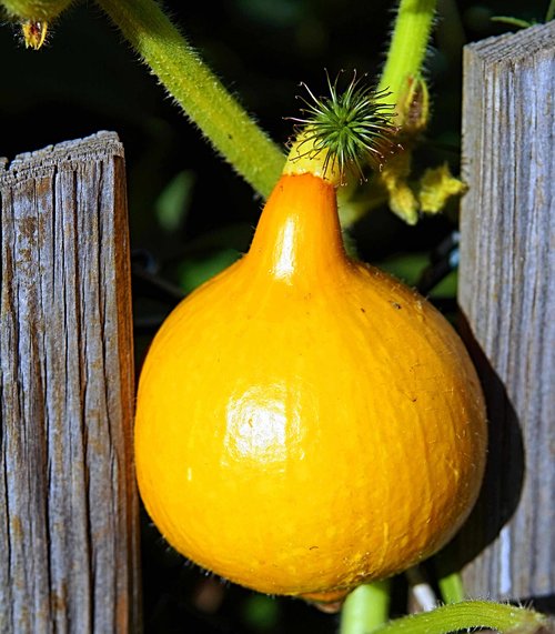 pumpkin  mature  vegetables