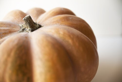 pumpkin  vegetable  stem