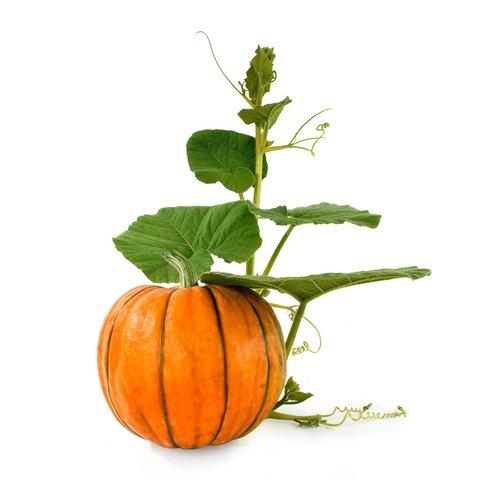 pumpkin  background  natural