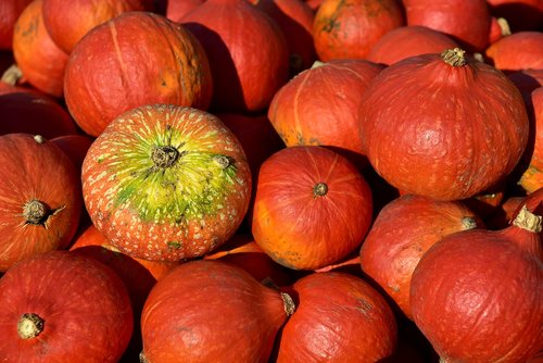 pumpkin  hokkaido  orange