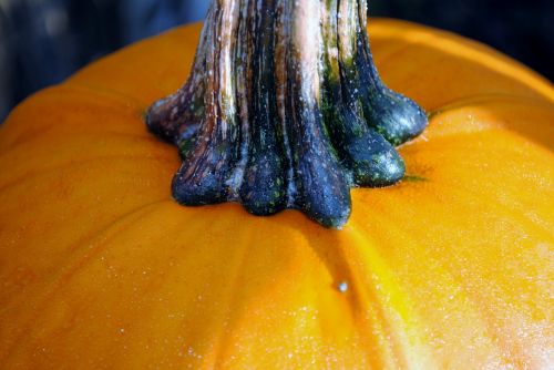 pumpkin orange pumpkin stem